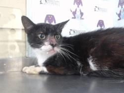 Shelter Stray Male Cat last seen , 2769 Conroy Rd, Orlando, FL 32839, USA