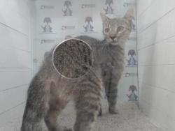 Shelter Stray Male Cat last seen , 2769 Conroy Rd, Orlando, FL 32839, USA