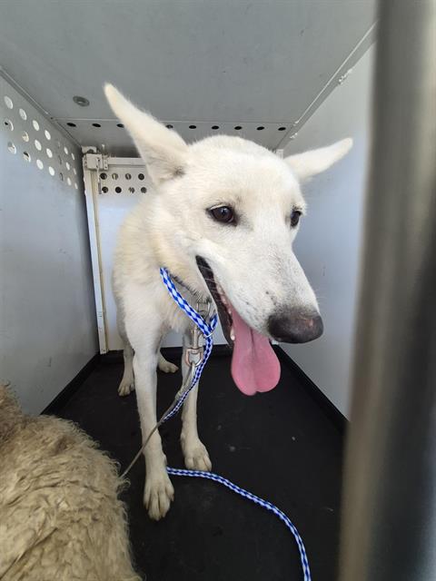 Shelter Stray Female Dog last seen Near BLOCK VOYAGEURS DR, BAKERSFIELD CA, 201 S Mt Vernon Ave, Bakersfield, CA 93307, USA