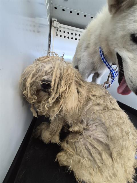 Shelter Stray Male Dog last seen Near BLOCK VOYAGEURS DR, BAKERSFIELD CA, 201 S Mt Vernon Ave, Bakersfield, CA 93307, USA