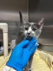 Shelter Stray Female Cat last seen NEAR 5TH AND NEPTUNE GARDENS, 1590 Fortmann Way, Alameda, CA 94501, USA