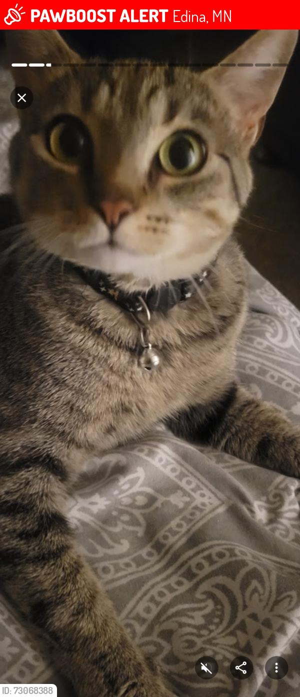 Lost Female Cat last seen Edina Pet hosp, Edina, MN 55439