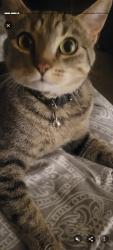 Lost Female Cat last seen Edina Pet hosp, Edina, MN 55439