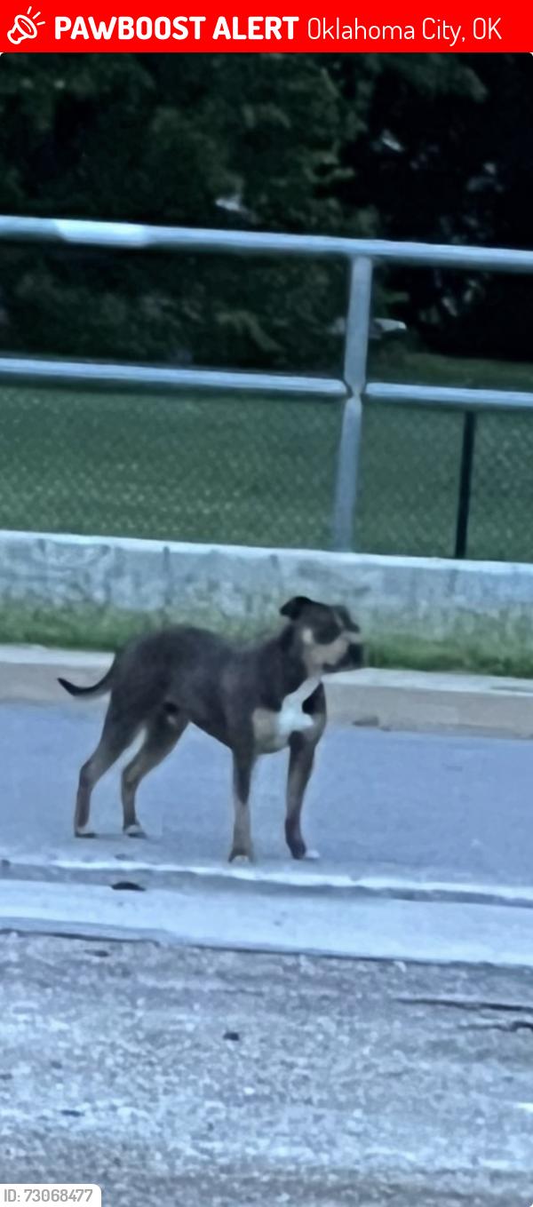 Lost Male Dog last seen pennsylvania and 22nd street, Oklahoma City, OK 73108