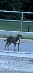 Lost Male Dog last seen pennsylvania and 22nd street, Oklahoma City, OK 73108