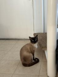 Lost Male Cat last seen San Juan, Newport Ave, Tustin, CA 92780