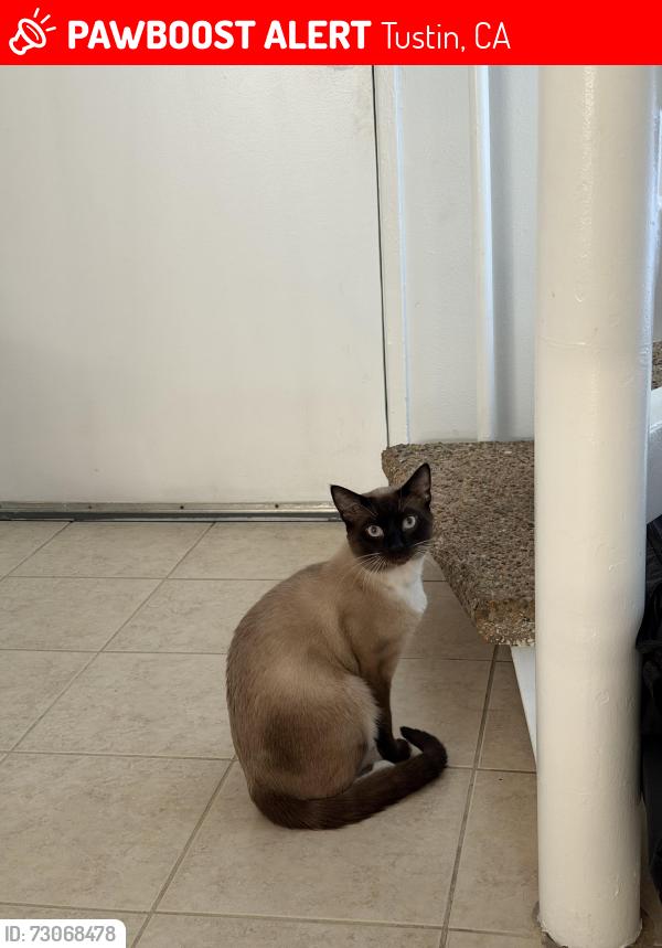 Lost Male Cat last seen San Juan, Newport Ave, Tustin, CA 92780