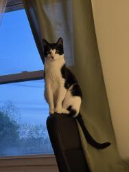 Lost Male Cat last seen Bunting & Eleanor, Seymour, CT 06483