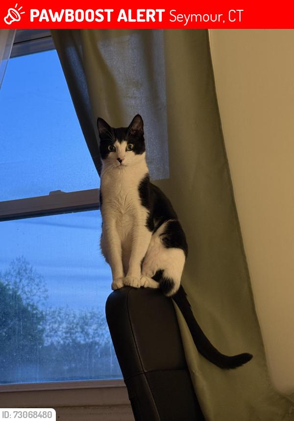 Lost Male Cat last seen Bunting & Eleanor, Seymour, CT 06483