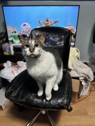 Lost Female Cat last seen Terrace ave and Leonard St, Jersey City, NJ 07307