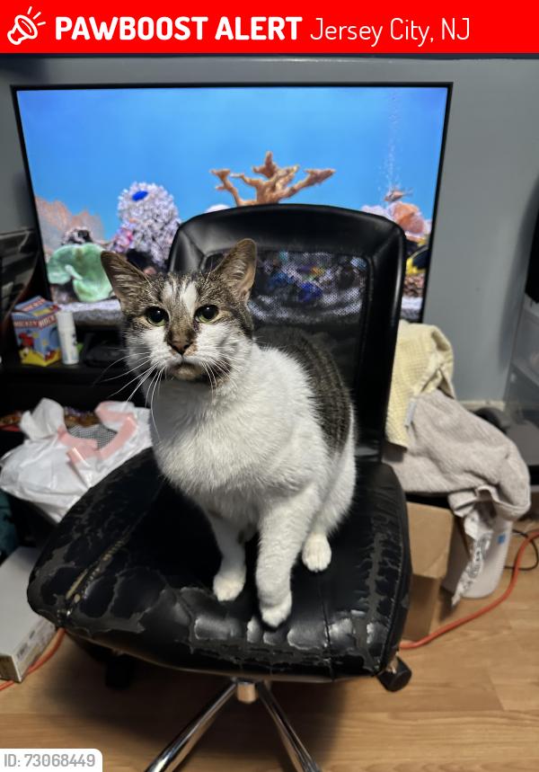 Lost Female Cat last seen Terrace ave and Leonard St, Jersey City, NJ 07307