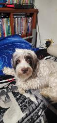Reunited Male Dog last seen Between 104th street & 45th ave , Queens, NY 11368
