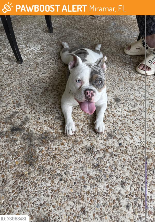 Found/Stray Female Dog last seen university & pembroke rd, Miramar, FL 33023