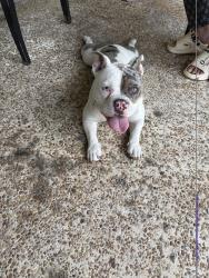 Found/Stray Female Dog last seen university & pembroke rd, Miramar, FL 33023