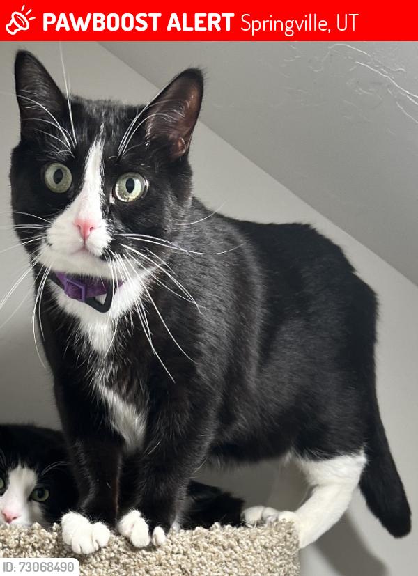 Lost Male Cat last seen Maverik / liquorstore /pilot, Springville, UT 84663