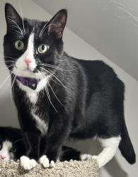 Lost Male Cat last seen Maverik / liquorstore /pilot, Springville, UT 84663