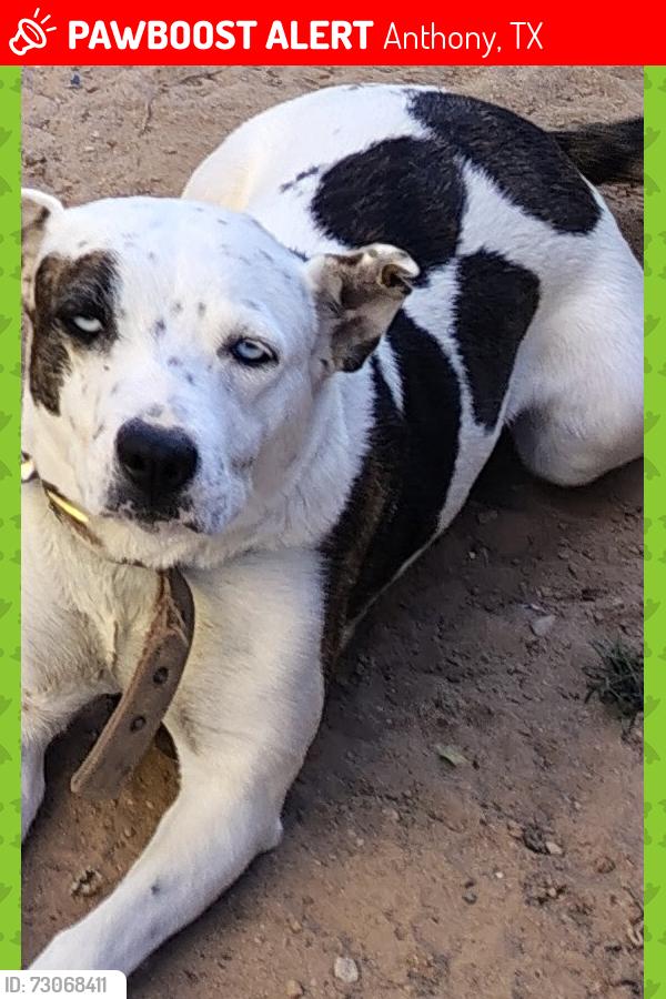 Lost Female Dog last seen Stateline Dr. / Charles St., Anthony NM in front of Richard White Park in Anthony, Texas, Anthony, TX 88021