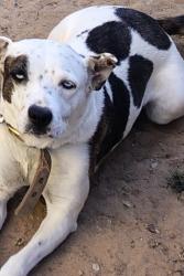 Lost Female Dog last seen Stateline Dr. / Charles St., Anthony NM in front of Richard White Park in Anthony, Texas, Anthony, TX 88021