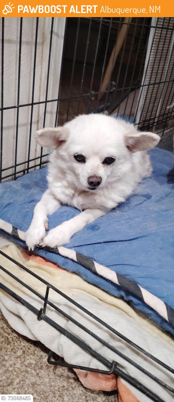 Found/Stray Female Dog last seen Near Gardenia Rd SW, Albuquerque, NM 87105, Albuquerque, NM 87105