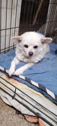 Found/Stray Female Dog last seen Near Gardenia Rd SW, Albuquerque, NM 87105, Albuquerque, NM 87105