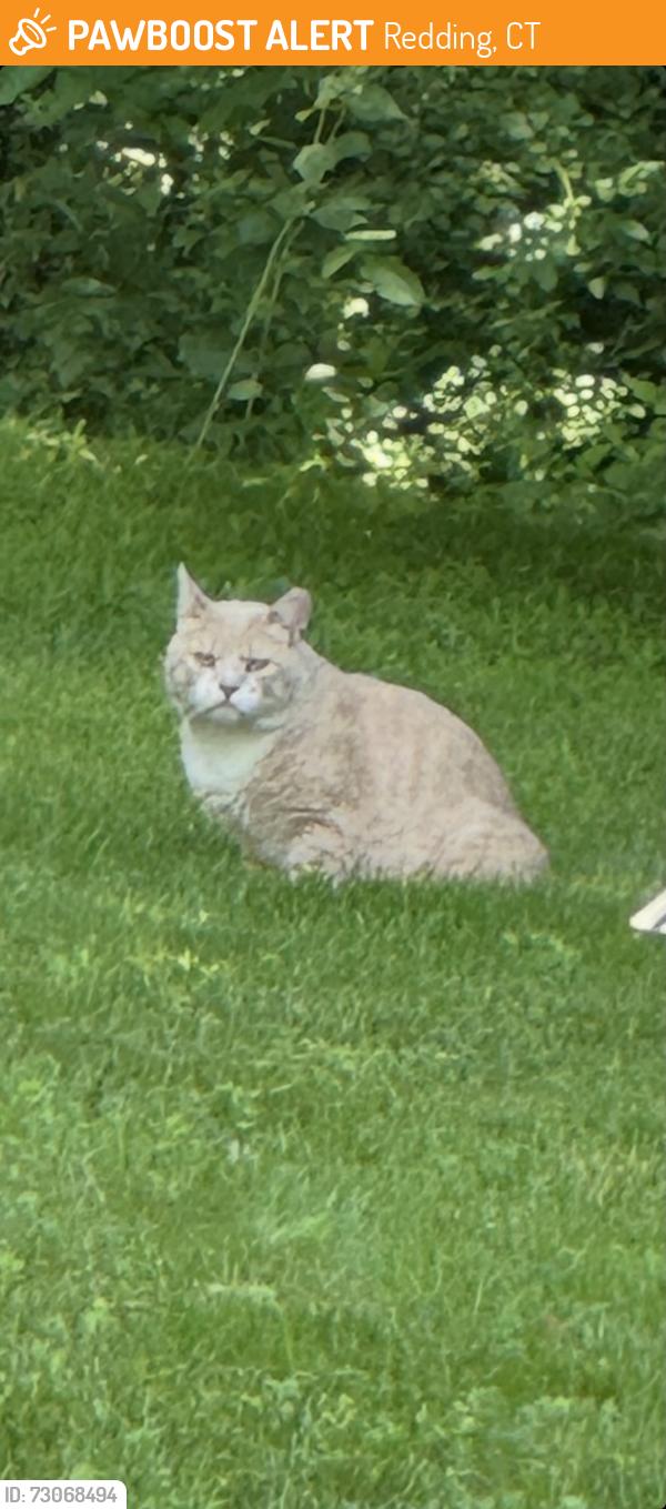Found/Stray Unknown Cat last seen Orchard Drive, Redding, Redding, CT 06896
