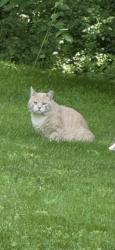 Found/Stray Unknown Cat last seen Orchard Drive, Redding, Redding, CT 06896