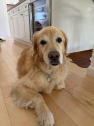 Reunited Male Dog last seen Near Meridian Ave, San Jose, CA 95126, USA, San Jose, CA 95126