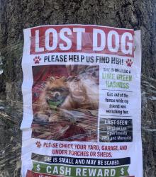 Lost Male Dog last seen Virginia Lee Apartments/ 26th and memorial, Tulsa, OK 74129