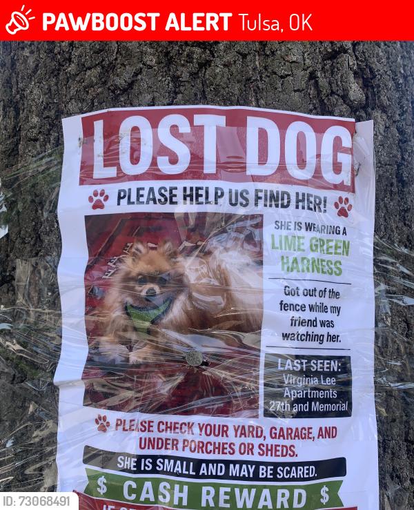 Lost Male Dog last seen Virginia Lee Apartments/ 26th and memorial, Tulsa, OK 74129