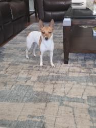 Found/Stray Female Dog last seen Weitzer at lago mar, Kendall West, FL 33193