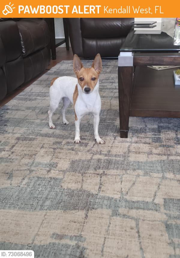 Found/Stray Female Dog last seen Weitzer at lago mar, Kendall West, FL 33193
