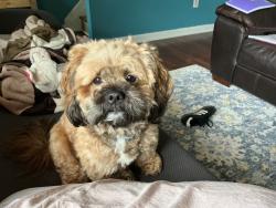Reunited Male Dog last seen Madera Ct, Lapaz Ct, Euclid Ave, and Conner Dr all in Manassas Park, Manassas Park, VA 20111