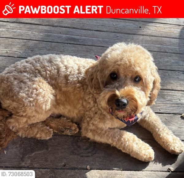 Lost Male Dog last seen Jungle Street and Redbird street, Duncanville, TX 75116