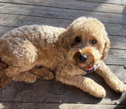 Lost Male Dog last seen Jungle Street and Redbird street, Duncanville, TX 75116