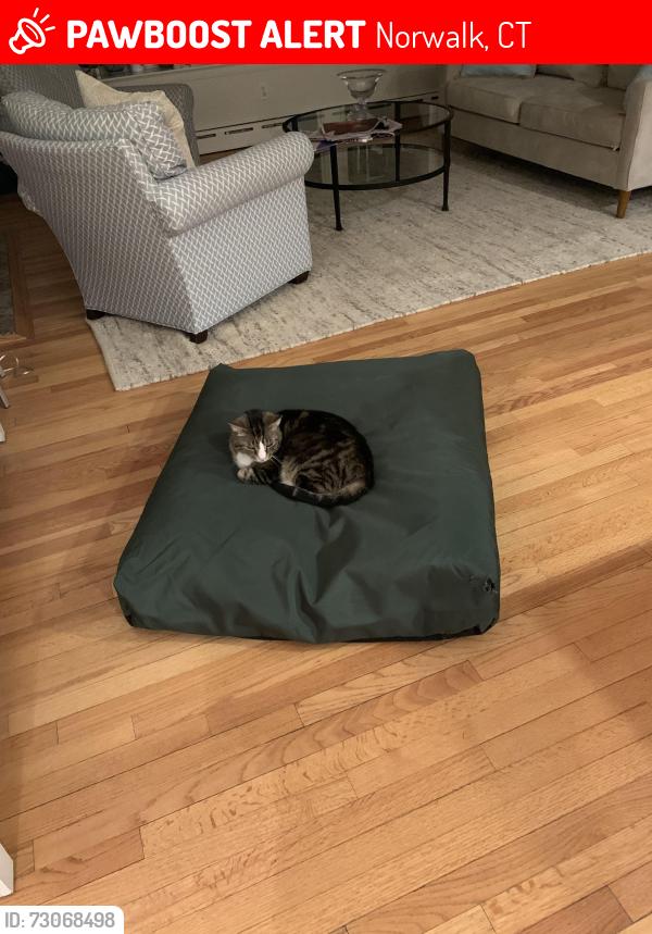 Lost Male Cat last seen Roton Ave, Norwalk, CT 06853