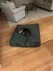 Lost Male Cat last seen Roton Ave, Norwalk, CT 06853