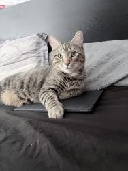 Lost Male Cat last seen kentucky & hancock, Louisville, KY 40203