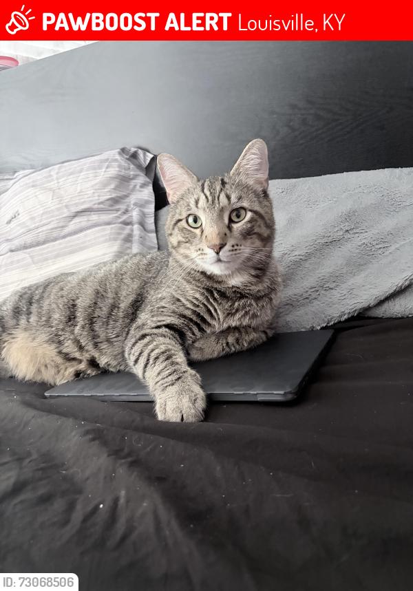 Lost Male Cat last seen kentucky & hancock, Louisville, KY 40203
