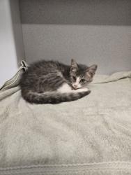 Shelter Stray Female Cat last seen Near little fawn pkwy, Chattahoochee Hills, GA, 1251 Fulton Industrial Blvd NW, Atlanta, GA 30336, USA