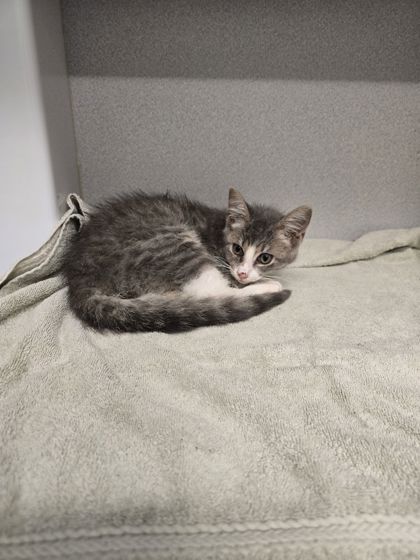 Shelter Stray Female Cat last seen Near little fawn pkwy, Chattahoochee Hills, GA, 1251 Fulton Industrial Blvd NW, Atlanta, GA 30336, USA