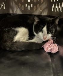 Shelter Stray Male Cat last seen Near Sullivan Rd, College Park, GA, 1251 Fulton Industrial Blvd NW, Atlanta, GA 30336, USA
