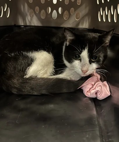 Shelter Stray Male Cat last seen Near Sullivan Rd, College Park, GA, 1251 Fulton Industrial Blvd NW, Atlanta, GA 30336, USA