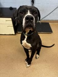 Shelter Stray Male Dog last seen Treecrest Pkwy, Decatur, GA 30035, 30035, GA, 3280 Chamblee Dunwoody Rd, Chamblee, GA 30341, USA