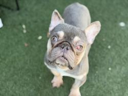 Shelter Stray Male Dog last seen COUNTRYSIDE WAY at ROCKINGHAM DR, Rancho Cordova, CA, 6201 Florin Perkins Rd, Sacramento, CA 95828, USA