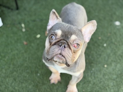 Shelter Stray Male Dog last seen COUNTRYSIDE WAY at ROCKINGHAM DR, Rancho Cordova, CA, 6201 Florin Perkins Rd, Sacramento, CA 95828, USA
