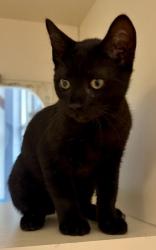 Shelter Stray Male Cat last seen Near Keys Crossing Drive, Brookhaven 30319, 30319, GA, 3280 Chamblee Dunwoody Rd, Chamblee, GA 30341, USA