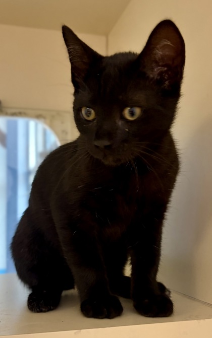 Shelter Stray Male Cat last seen Near Keys Crossing Drive, Brookhaven 30319, 30319, GA, 3280 Chamblee Dunwoody Rd, Chamblee, GA 30341, USA