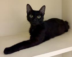 Shelter Stray Female Cat last seen Near valley bluff drive doraville ga, 30340, GA, 3280 Chamblee Dunwoody Rd, Chamblee, GA 30341, USA