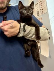 Shelter Stray Male Cat last seen Near valley bluff drive doraville ga, 30340, GA, 3280 Chamblee Dunwoody Rd, Chamblee, GA 30341, USA