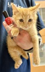 Shelter Stray Male Cat last seen Near Flat Shoals Rd, Decatur, GA 30034, 30034, GA, 3280 Chamblee Dunwoody Rd, Chamblee, GA 30341, USA